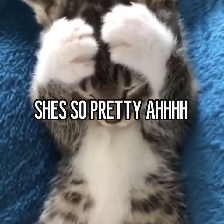 A kitten hiding its face with the words She's so pretty